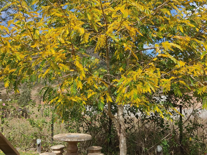 Chácara em Gonçalves