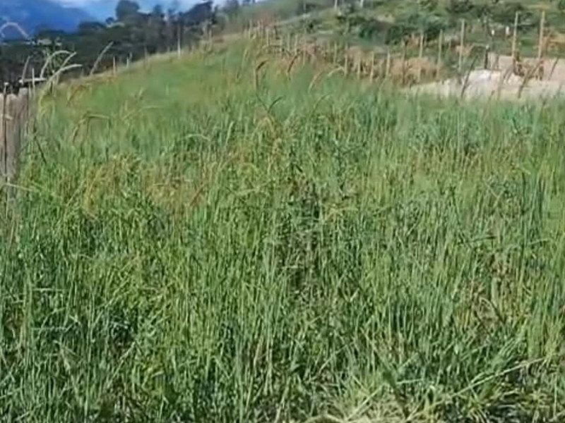 Lote em Goncalves